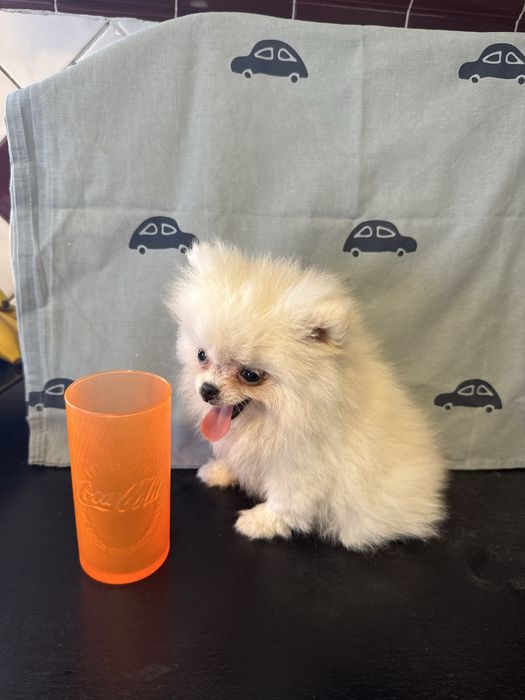 Spitz Alemão Branquinho Pequenino