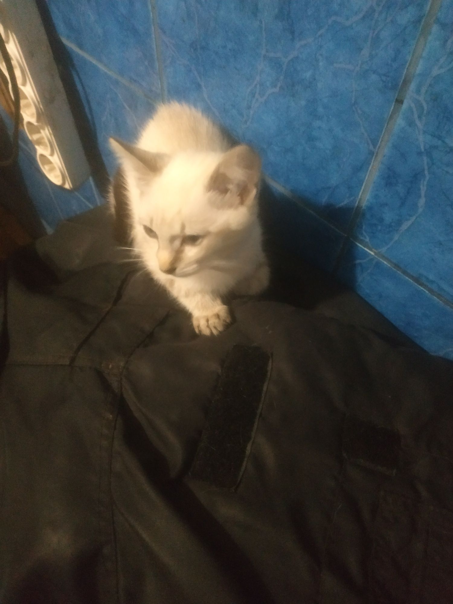 Продам тайского котенка