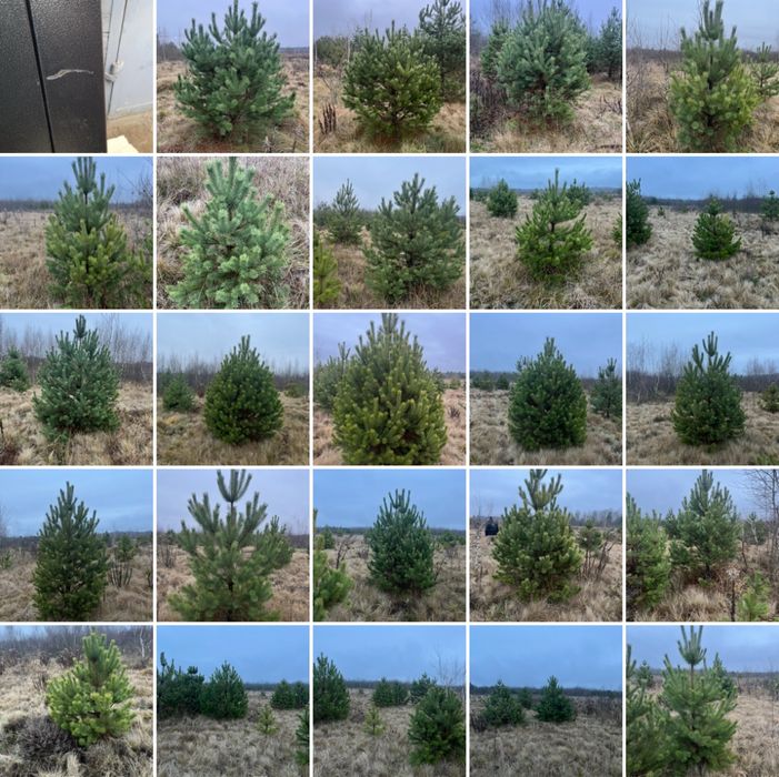 Новорічні Ялинки,Сосна