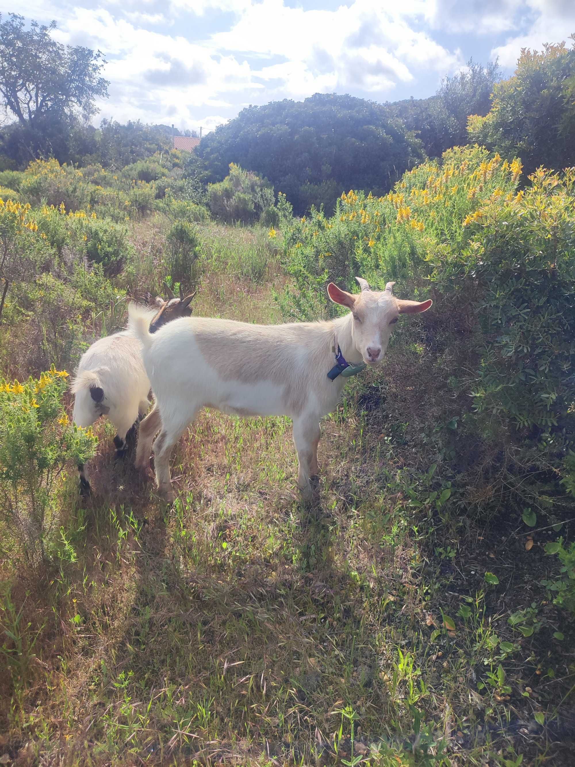 Cabras anãs da África Ocidental para venda.