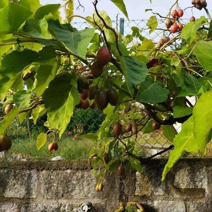 Tamarilhos - muito bons