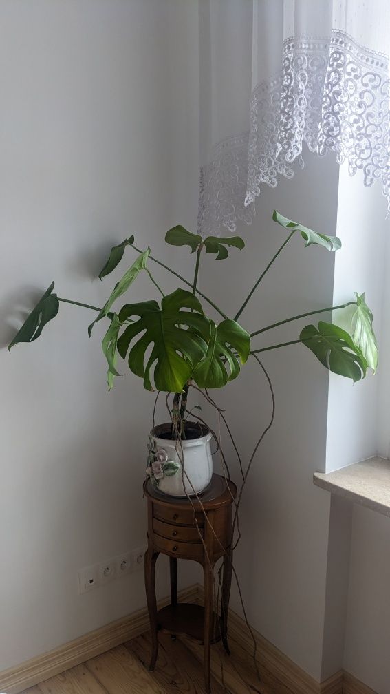 Kwiat Monstera duża rozłożysta
