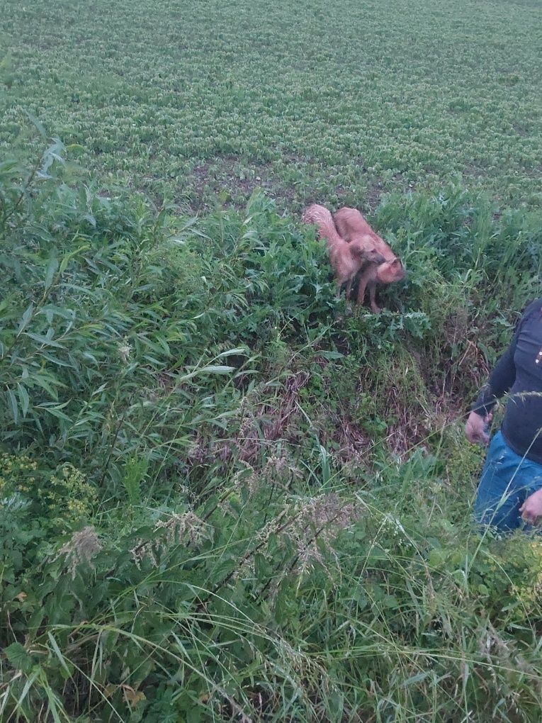 Znaleziono psy prawdopodobnie rodzeństwo