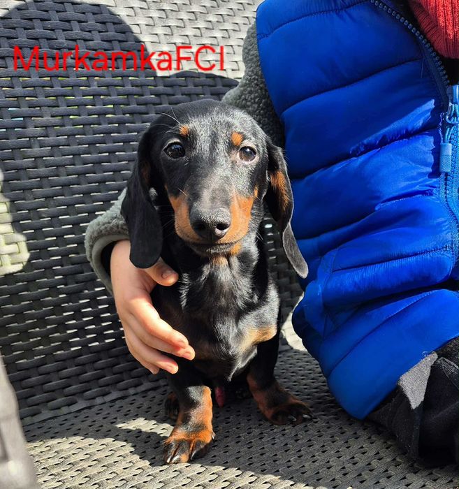 Jamnik króliczy krótkowłosy ZKwP FCI