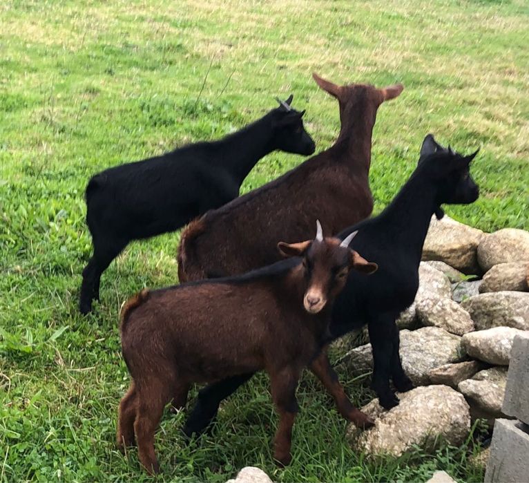 Cabras anas com 4 e 5 meses