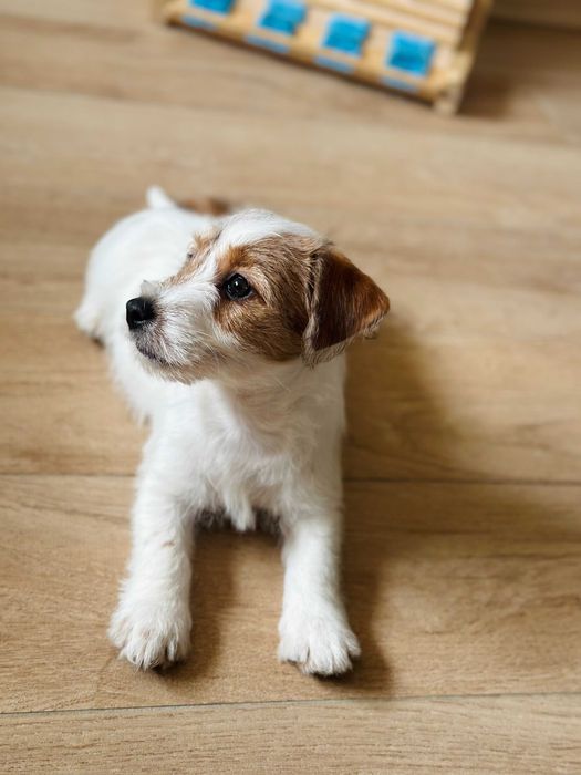 suczka Jack Russell terrier ZKWP/FCI szorstkowłosa