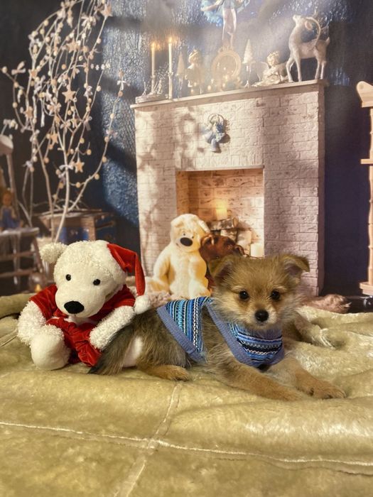 Лагідний та ніжний йоркопом!