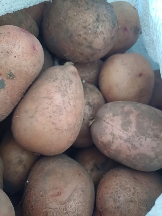 Продам червону картоплю