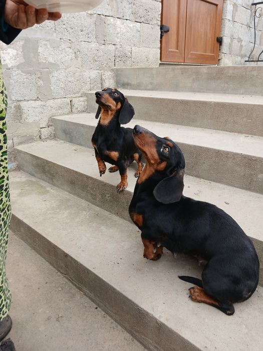 Продаються дві мамки.