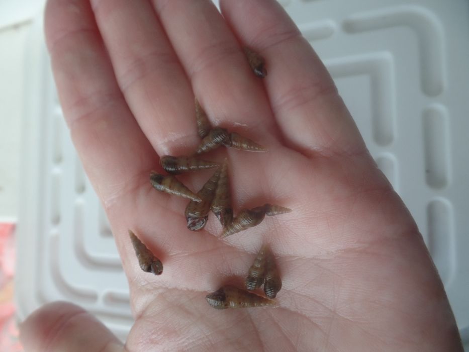 Равлики Меланія донні