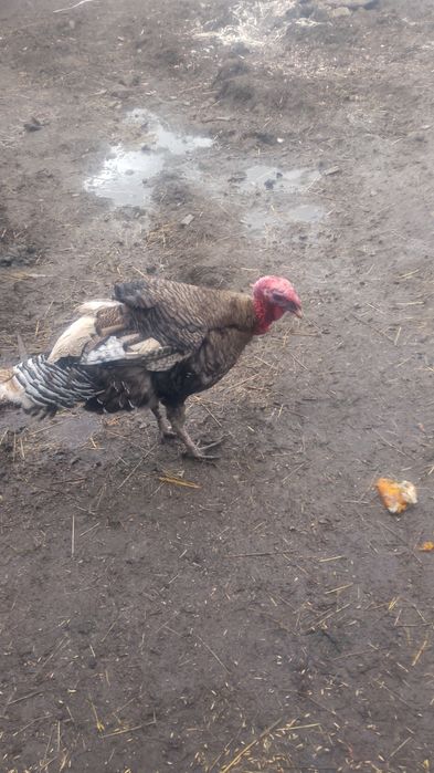 Indora sprzedam lub zamienie