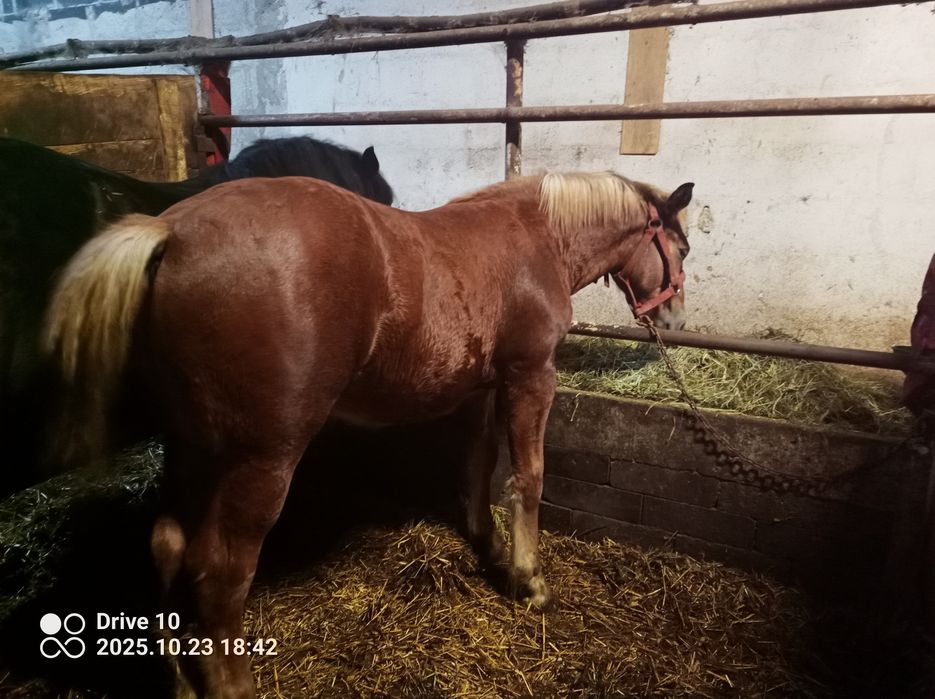 Ogier klacz Źrebaki pkz zimnokrwiste