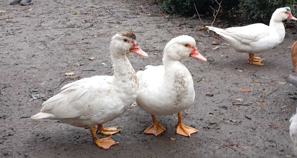 Індокачкі  4 шт.