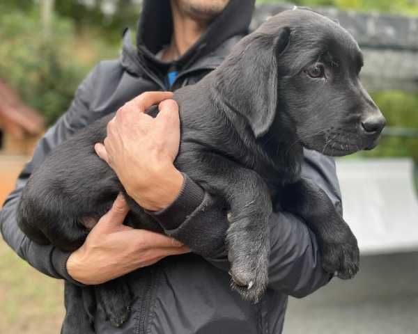 Szczeniak labrador Retriever