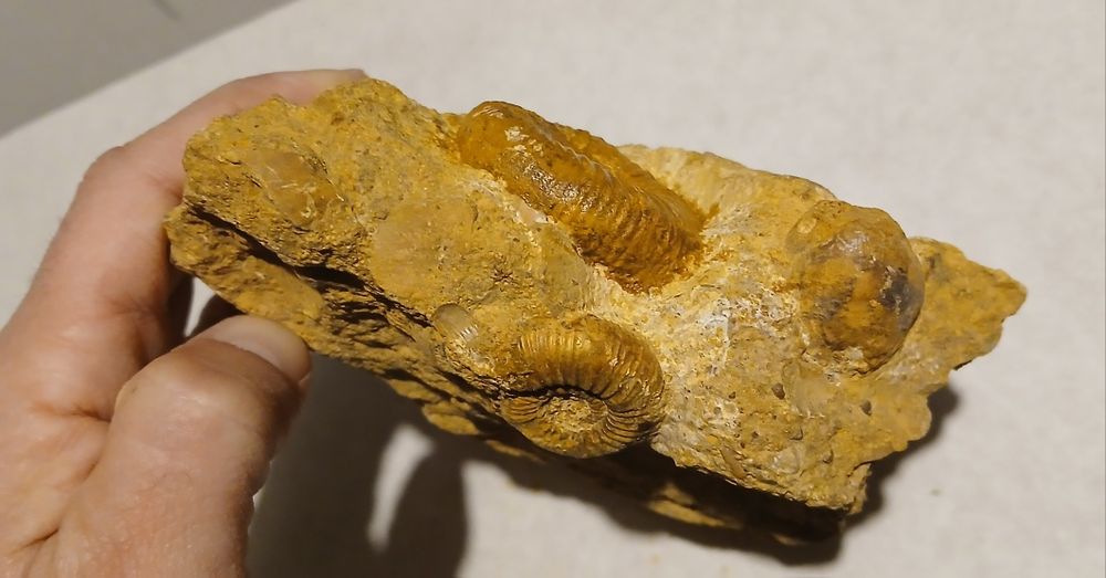 Amonity jurajskie.Wyprzedaż kolekcji.