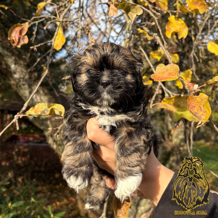 Shih tzu suczka złota z czarną maską gen czekoladowy i niebieski