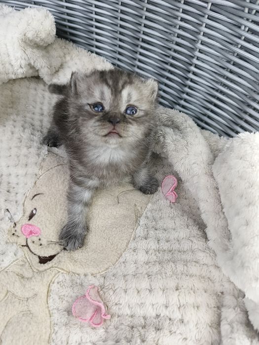 Kocurek pręgowany silver tabby