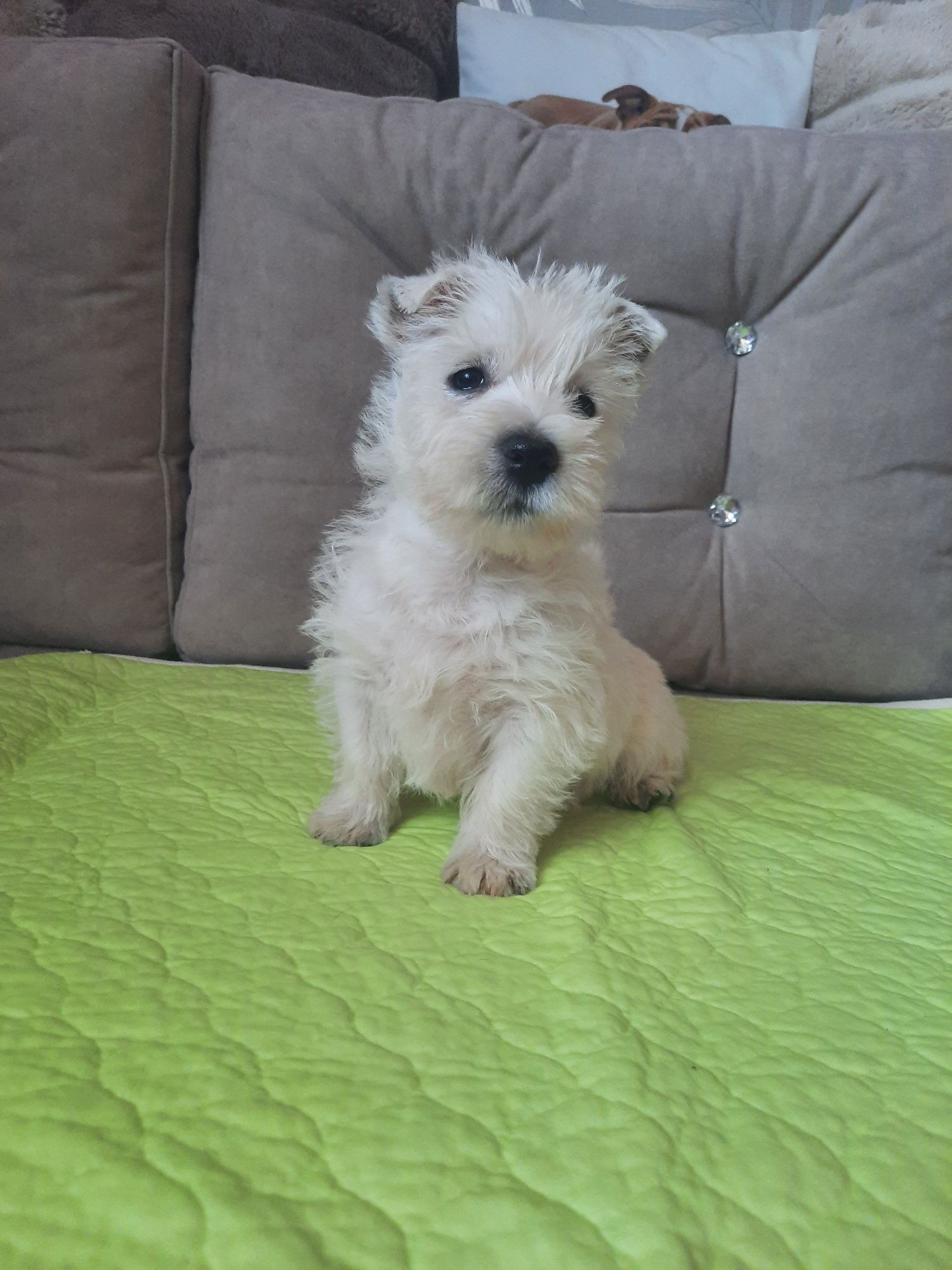 West Highland White terrier