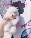 Szpic miniaturowy - pomeranian