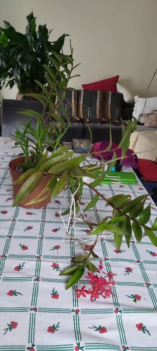 Orquídea rosa Epidendrum radicans estrela fogo crucifixo de exterior