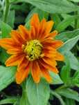 Rudbekia 1roczna letnie kwiaty