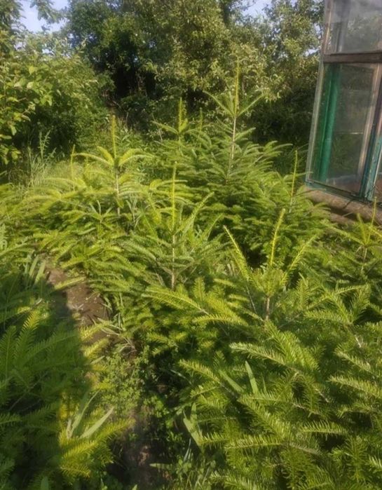 Продам ель ёлку  карпатскую