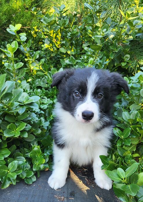 Border collie szczeniak
