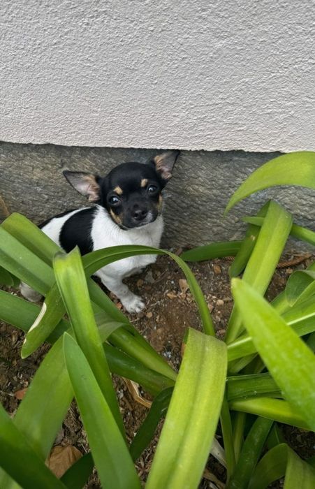 Procuro namorada Searching for my girlfriend chihuahua