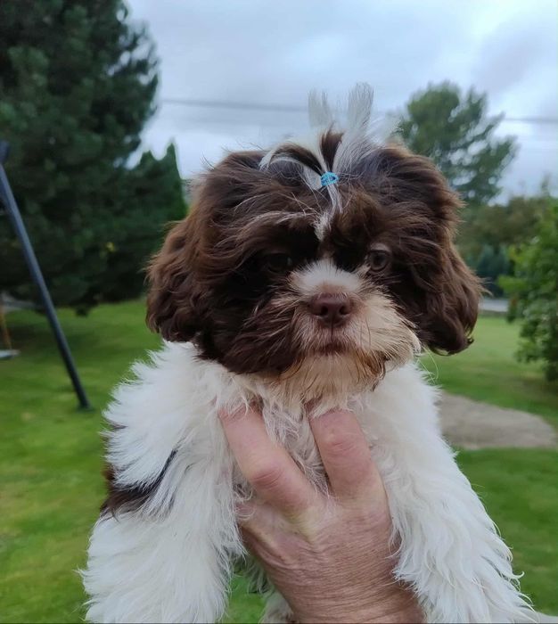 Szczeniak SHIH-TZU