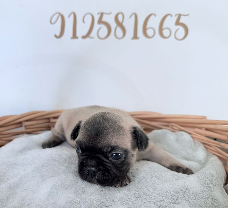 Buldogue Francês Menino