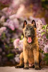 Owczarek Belgijski Malinois Pies FCI