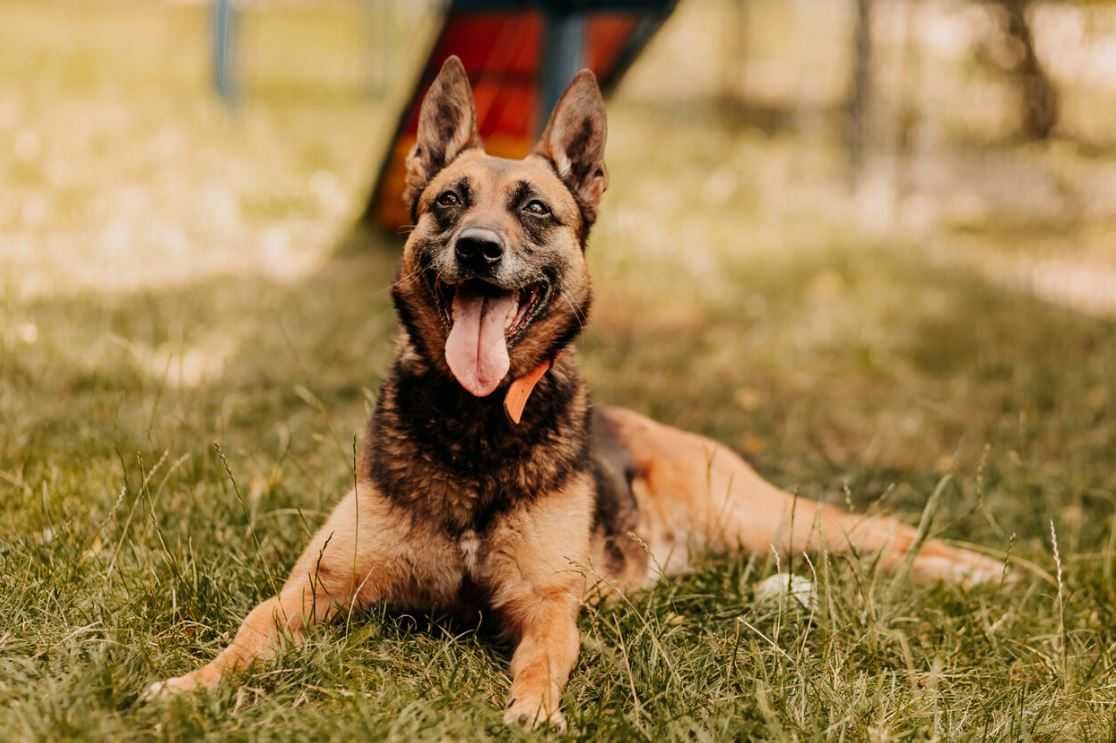 Sunia w typie owczarka belgijskiego szuka domu!!!