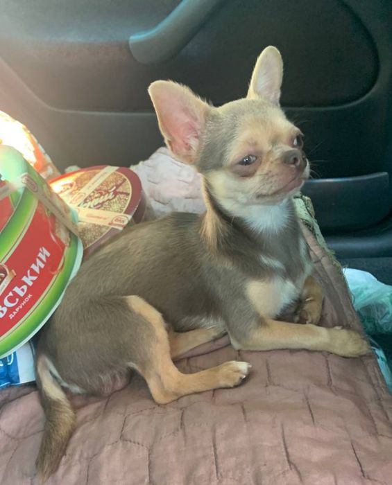 Гарний хлопчик чихуахуа в'язка