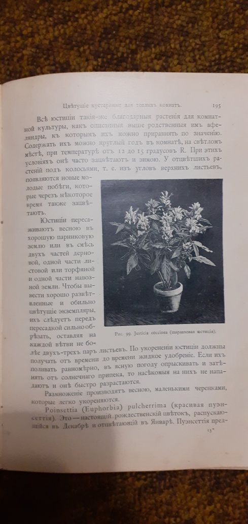 Антикварная книга по комнатному садоводцтву 1904 года