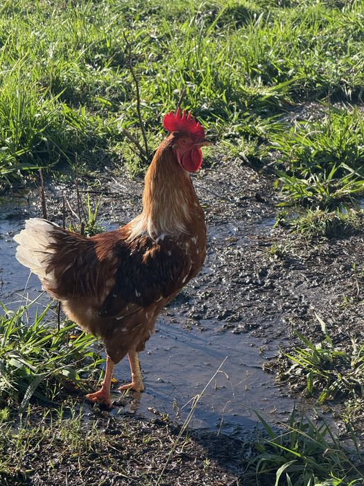 Vendo galo com 11 meses