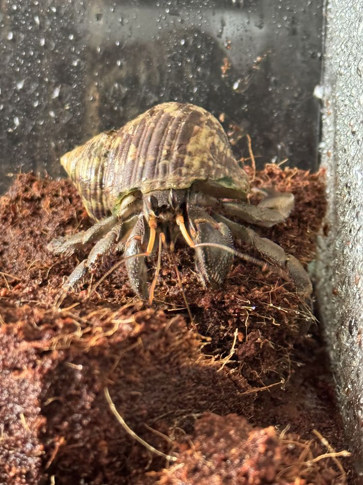 Krab  pustelnik