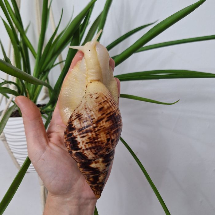 Ślimaki afrykanski albino body