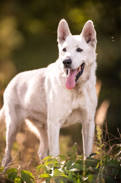 Dasti pilnie szuka domu