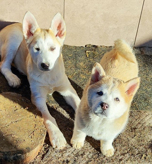 Є різні за кольорами