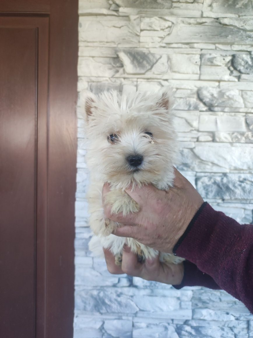 Piesek West Terrier