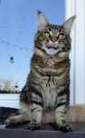 Rasowy kociak Maine Coon.