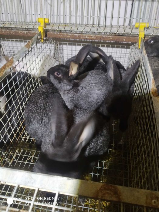 Продам кролі полтавське срібло