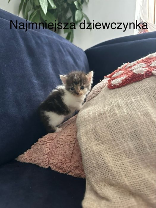 Do oddania za cegielke kotki