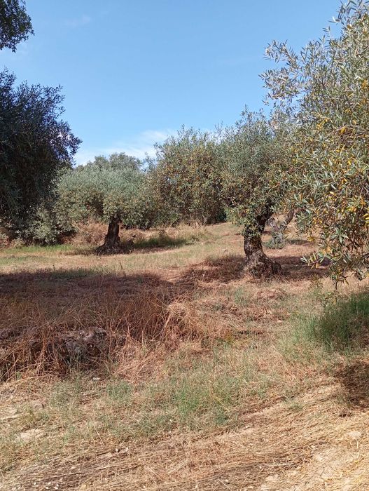 Terreno agrícola em Aldeia do Bispo/Penamacor com 1 hectare.