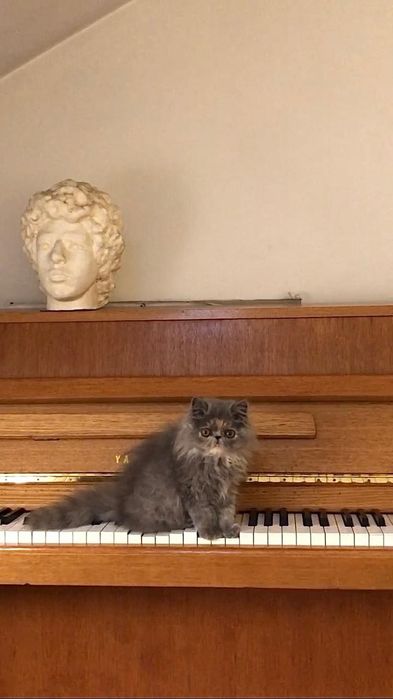 Procuro gato macho persa para acasalar com a minha fêmea