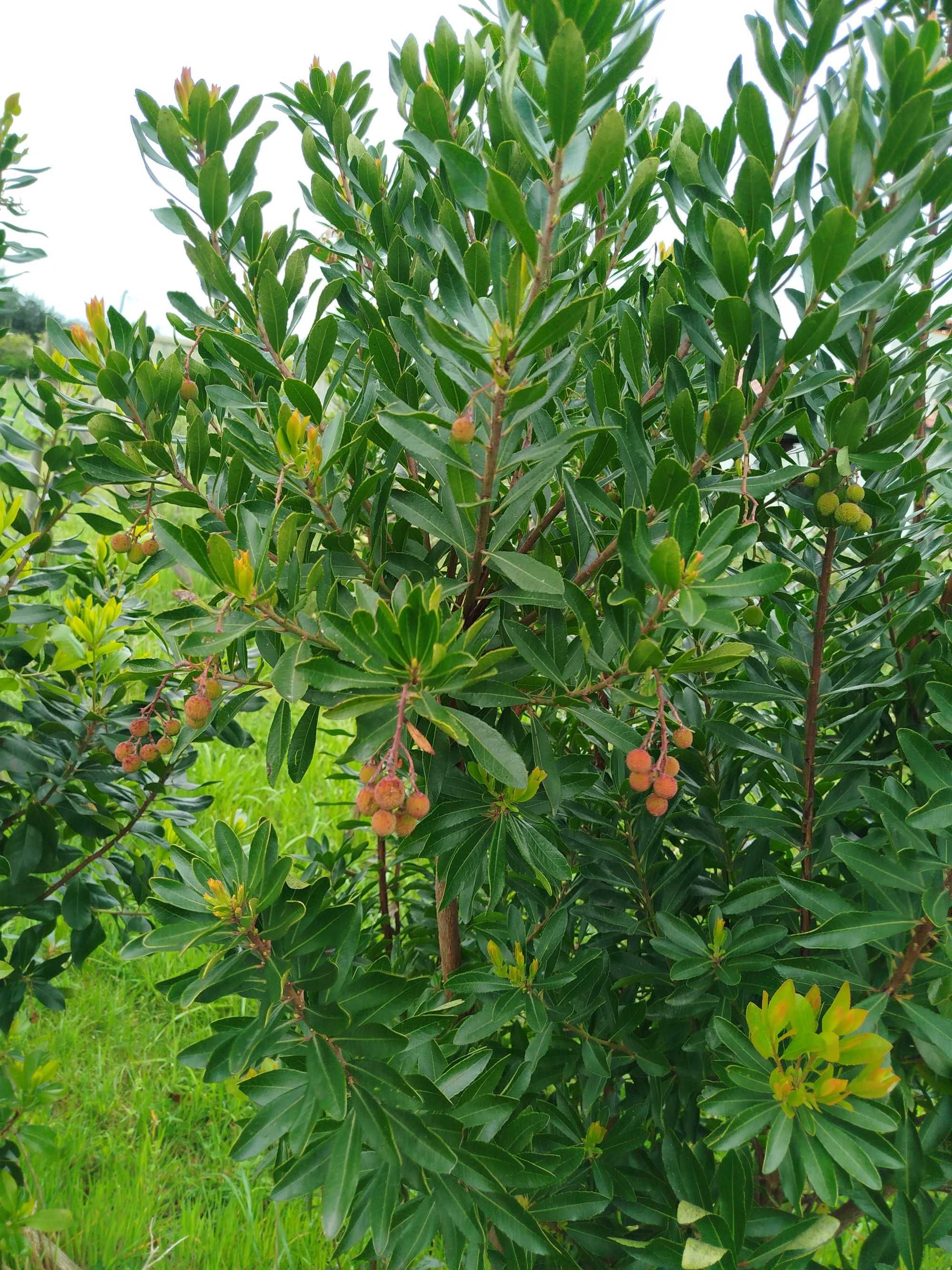 Medronheiros  biológicos