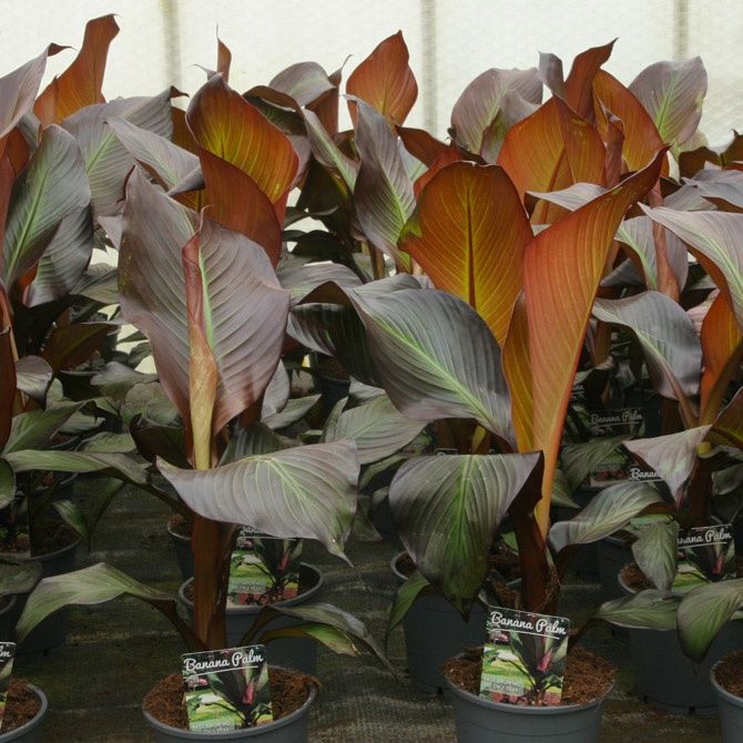 Impressionantes Bananeiras vermelhas XL, Ensete ventricosum maurelli