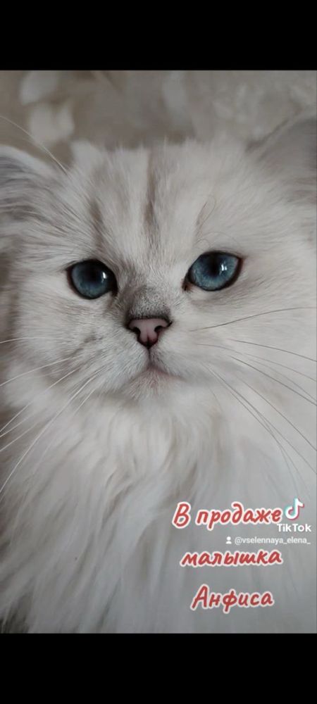 Котенок девочка. Серебристая шиншилла. Котята британцы.