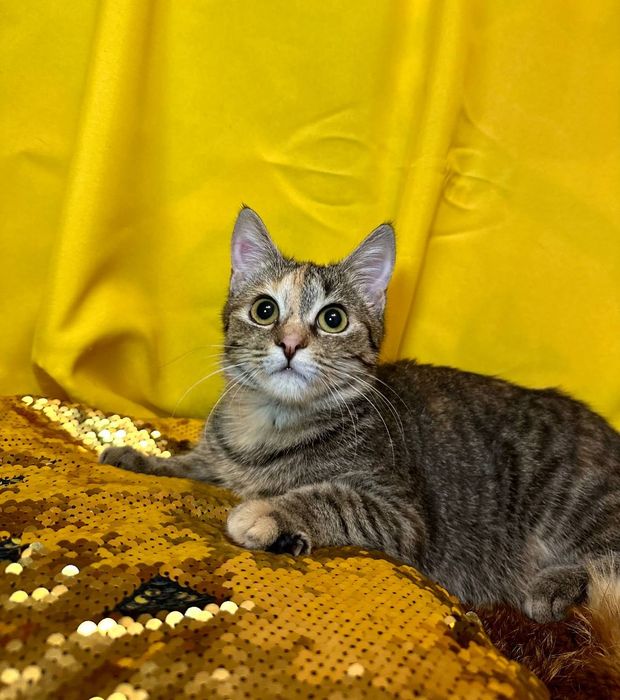 Котёнок кошка полгода