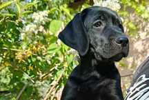Labrador – chłopiec urodzony z miłości, wychowany z troską
